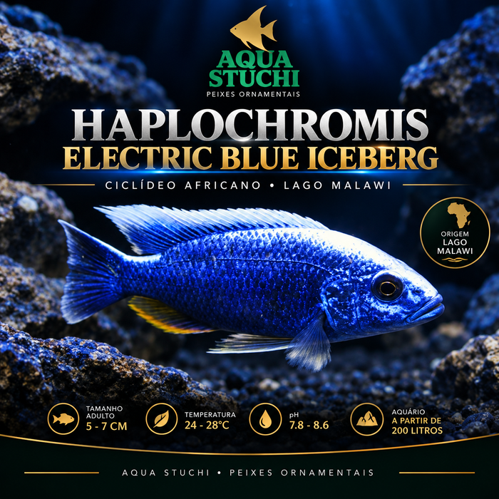 Haplochromis Eletric Blue Iceberg 3-6cm 1 Haplochromis Eletric Blue Iceberg 3-6cm