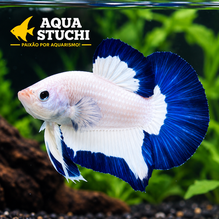 Betta Macho Plakat Blue Rim 3-4cm 1 Betta Macho Plakat Blue Rim 3-4cm