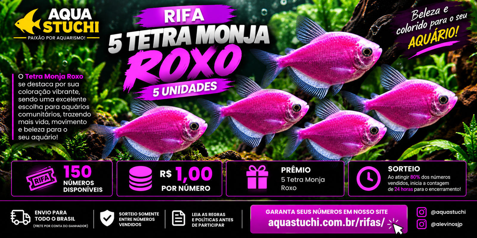 🐟 5 TETRA MONJA ROXO