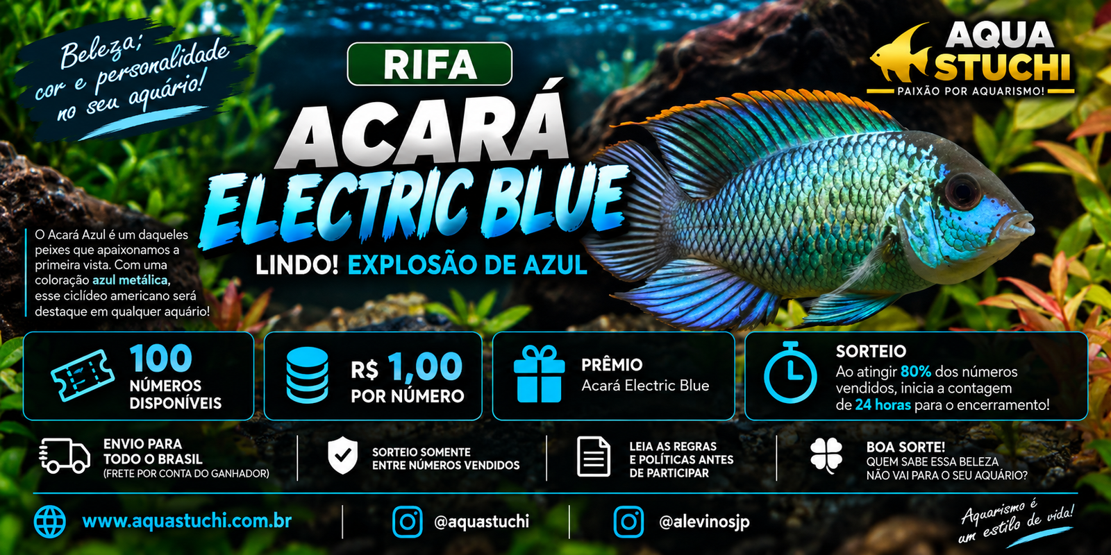 🐟 Acará Electric Blue — Lindo! Explosão de Azul
