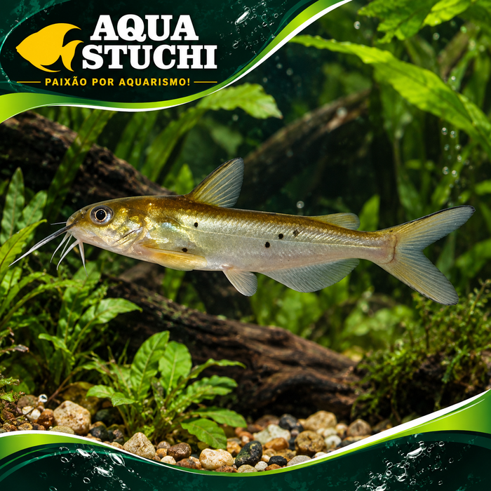 Catfish Juvenil 6-9cm