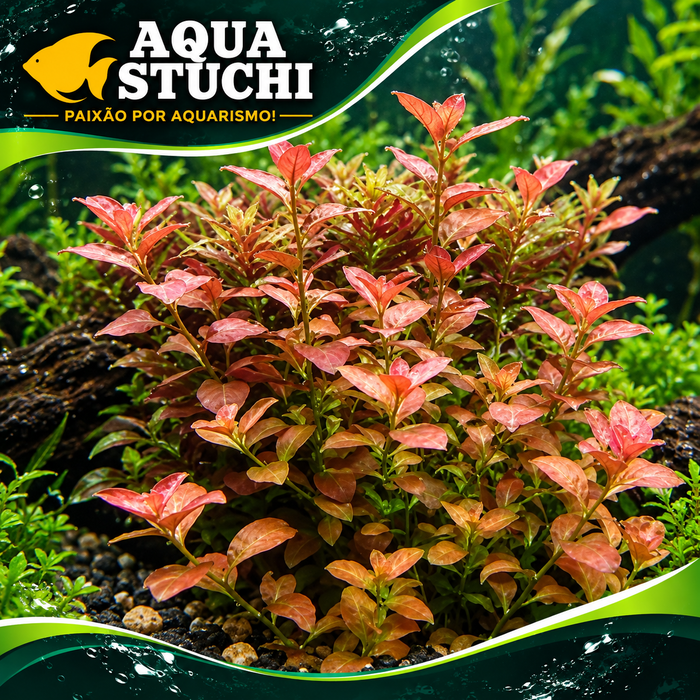Ludwigia Ovalis