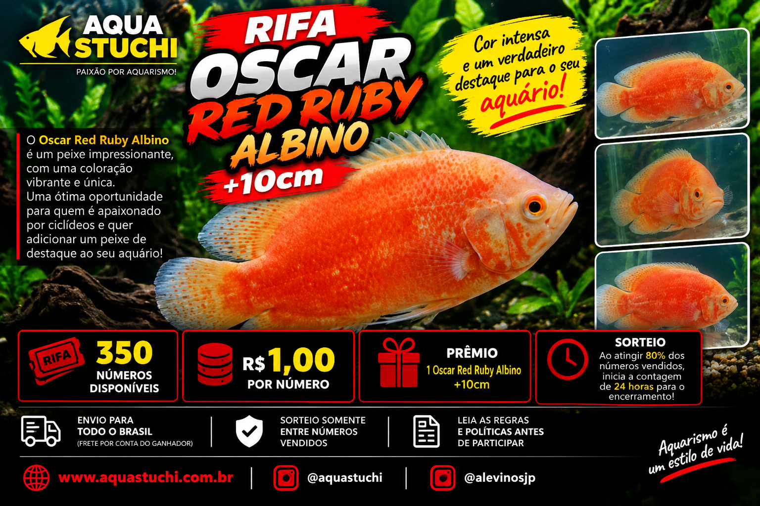 🐟 RIFA OSCAR RED RUBY ALBINO +10cm 🔥