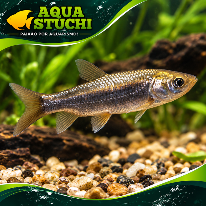 Carpa Capim Alevino 4-6cm