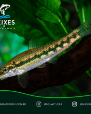 Algae Eater 3-6cm
