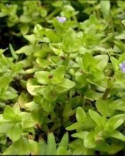 Bacopa caroliniana “Variegata”
