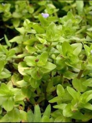Bacopa caroliniana “Variegata”