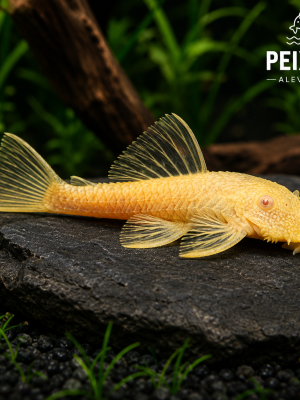 Cascudo Abacaxi Albino 3-6cm
