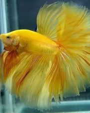Betta Macho Splendens Yellow 3-5cm Betta Macho Splendens Yellow 3-5cm