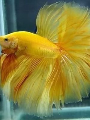 Betta Macho Splendens Yellow 3-5cm
