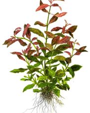 Hygrophila Red 3 ramos
