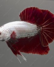 Betta Macho Dragon Plakat 2-4cm