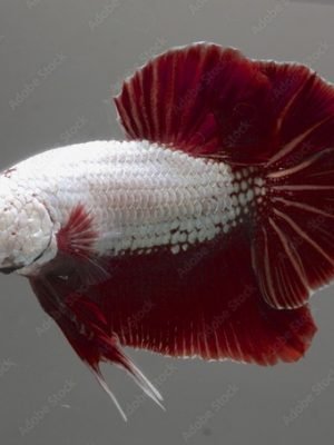 Betta Macho Red Dragon Plakat 3-4cm