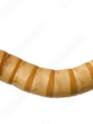 Tenebrio Molitor Alimento Vivo