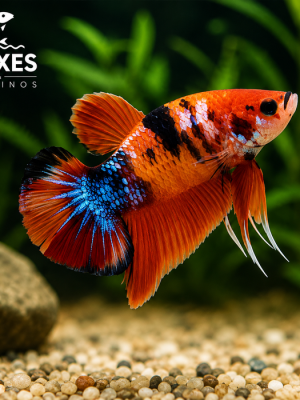 Betta Macho Koi Plakat 3-4cm