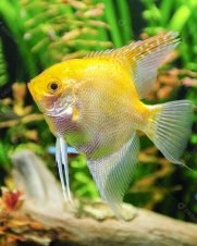Acara Bandeira Gold 3-4cm