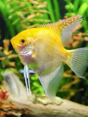 Acara Bandeira Gold 3-4cm
