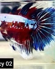 Betta Macho Fancy 3-5cm