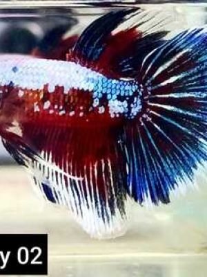 Betta Macho Fancy 3-5cm