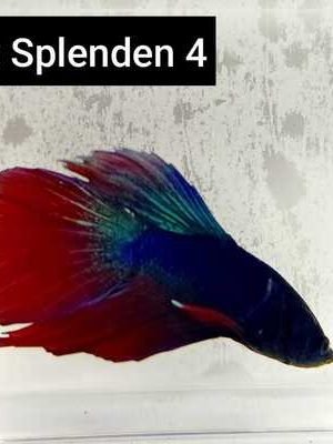 Betta Macho Splendens 3-5cm