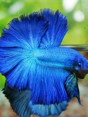 Betta Macho Splendens Azul 3-5cm