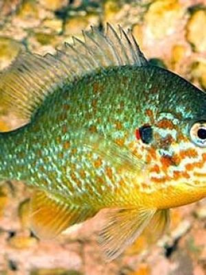 Ciclideo do Sol 3-6cm