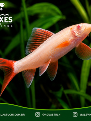 Labeo Bicolor Albino 3-6cm