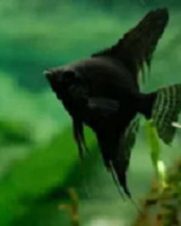 Acara Bandeira Negra 4-5cm