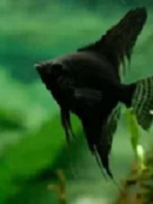 Acara Bandeira Negra 4-5cm