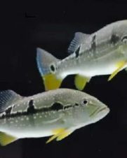 Tucunaré Pinima 9-12cm Tucunaré Pinima 9-12cm