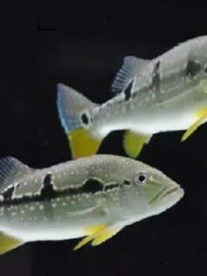 Tucunaré Pinima 9-12cm