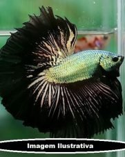 Betta Macho Sumurai Black 3-5cm