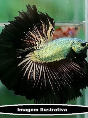 Betta Macho Sumurai Black 3-5cm
