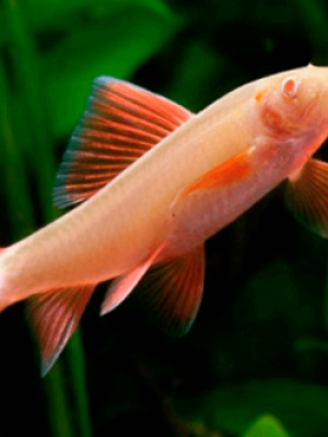 Labeo Bicolor Albino 4-6cm