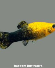 Molinesia Gold Black 2-4cm