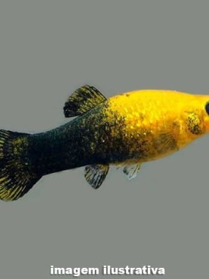 Molinesia Gold Black 2-4cm