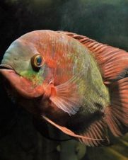 Temporalis 12cm Temporalis 12cm