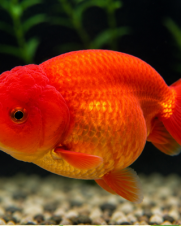 Kinguio Ranchu Red 6-9cm