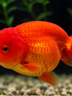 Kinguio Ranchu Red 6-9cm