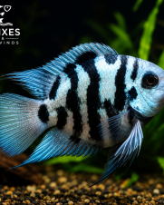 Papagaio Blue Sapphire 2-4cm