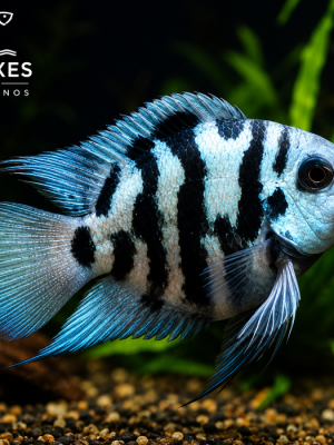 Papagaio Blue Sapphire 2-4cm