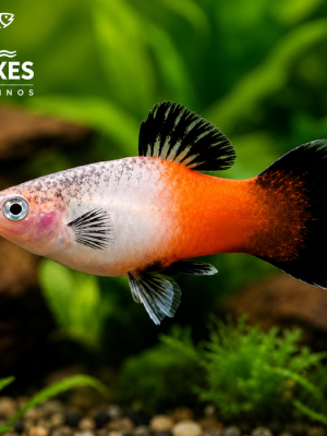 Plati Tricolor 2-4cm
