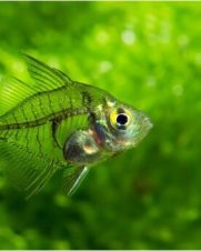 Peixe Vidro 2-3cm Peixe Vidro 2-3cm