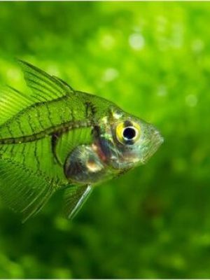 Peixe Vidro 2-3cm