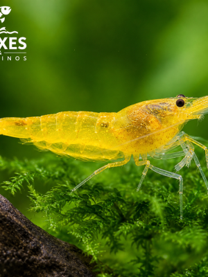 Camarão Neocaridina Yellow 1-2cm