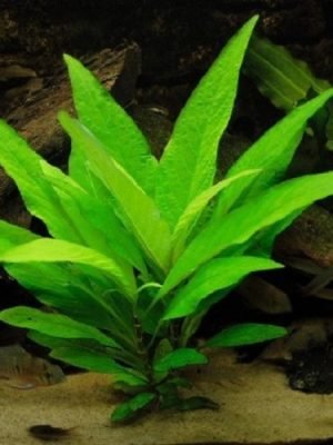 Hygrophila Vender