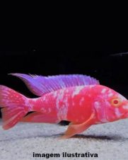 Aulonocara Orange Blue Albino 6-9cm Aulonocara Orange Blue Albino 6-9cm