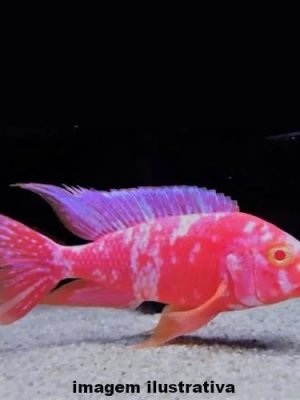 Aulonocara Orange Blue Albino 6-9cm