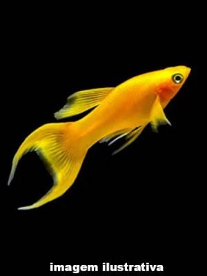 Molinesia Tangerina Lira 2-4cm