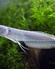 Aruana Prata 27-30cm